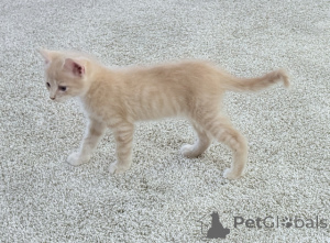 Photo №2 de l'annonce № 148697 de la vente maine coon - acheter à USA 