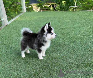 Photo №3. CHIOTS POMSKY À VENDRE. USA