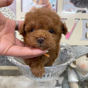 Photo №2 de l'annonce № 164033 de la vente caniche (jouet) - acheter à La finlande annonce privée, de l'abri