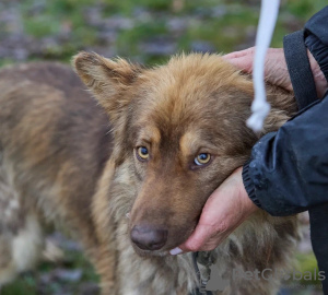 Photo №4. Je vais vendre chien bâtard en ville de Москва. annonce privée - prix - Gratuit