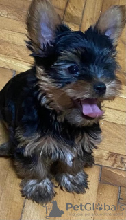 Photo №3. Mini Yorkies. Serbie