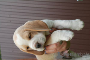 Photo №4. Je vais vendre beagle en ville de Bryansk. de la fourrière - prix - négocié