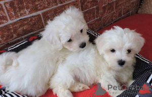 Photo №1. bichon maltais - à vendre en ville de Sydney | négocié | Annonce №33274