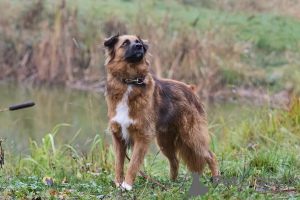 Photos supplémentaires: Le chiot affectueux, doux et curieux Ciri est à la recherche d'un foyer.