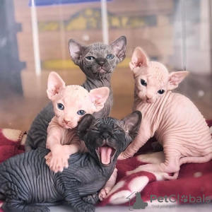 Photo №1. sphynx - à vendre en ville de Munich | négocié | Annonce № 109237