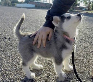 Photo №1. husky de sibérie - à vendre en ville de Riga | négocié | Annonce №111618