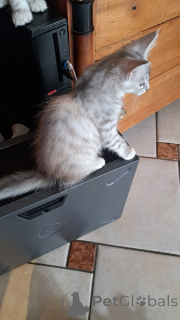 Photo №1. maine coon - à vendre en ville de Luxembourg | Gratuit | Annonce № 165811