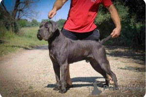 Photos supplémentaires: Chiots Cane Corso