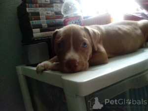 Photo №2 de l'annonce № 139932 de la vente american pit bull terrier - acheter à Allemagne annonce privée