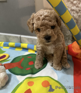 Photo №2 de l'annonce № 110122 de la vente bichon à poil frisé - acheter à Pologne éleveur