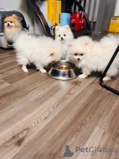 Photo №3. Deux chiots de Poméranie, mâle et femelle, prêts à partir maintenant. France