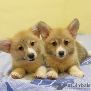 Photo №1. welsh corgi - à vendre en ville de Manila | négocié | Annonce №51334