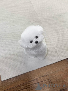 Photo №2 de l'annonce № 156664 de la vente bichon maltais - acheter à Allemagne éleveur