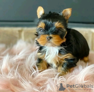 Photo №1. yorkshire terrier - à vendre en ville de Helsinki | 400€ | Annonce №114203