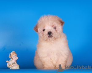 Photos supplémentaires: Maltipoo F1 chiots filles mini