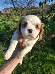 Photo №3. Chiots Cavalier King Charles Spaniel de race pure parfaite.. Estonie
