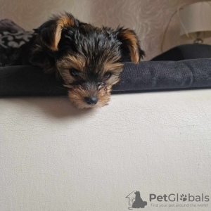 Photo №3. Chiot Yorkshire Terrier. Pologne