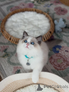 Photo №1. ragdoll - à vendre en ville de Euraioki | négocié | Annonce № 156487