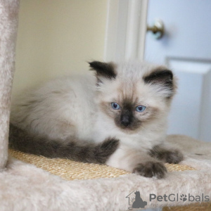 Photo №3. Les chatons Ragdoll de la meilleure race sont maintenant disponibles. USA
