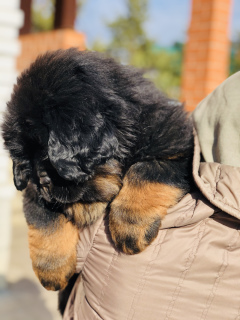 Photo №1. chien bâtard, dogue du tibet - à vendre en ville de Mound | négocié | Annonce №6186