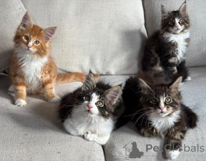 Photo №1. maine coon - à vendre en ville de Palma | négocié | Annonce № 176435