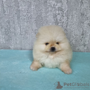 Photo №3. Magnifiques oursons 100% Pomeranian QUALITY. Allemagne