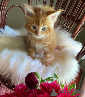 Photo №2 de l'annonce № 133032 de la vente maine coon - acheter à Allemagne annonce privée