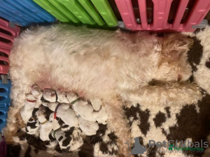 Photo №2 de l'annonce № 107217 de la vente  - acheter à USA 