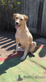 Photo №1. chien bâtard - à vendre en ville de Rivière moscou | Gratuit | Annonce №148956