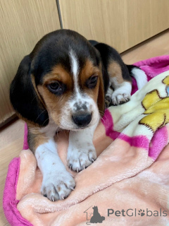 Photo №1. beagle - à vendre en ville de Øsløs | 850€ | Annonce №167473
