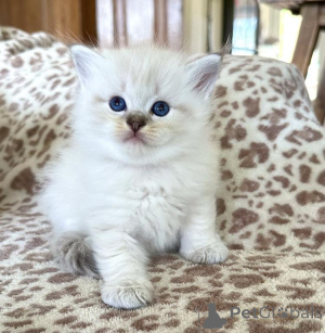 Photo №1. ragdoll - à vendre en ville de Datteln | 350€ | Annonce № 177978