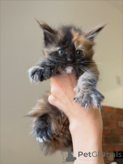 Photo №1. maine coon - à vendre en ville de Laitila | négocié | Annonce № 158145