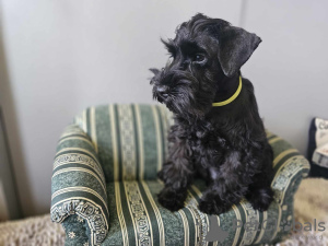 Photo №4. Je vais vendre schnauzer miniature en ville de Varsovie. éleveur - prix - 836€