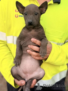 Photo №1. chien thaïlandais à crête dorsale - à vendre en ville de Ville du nord | négocié | Annonce №169880