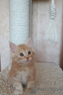 Photo №3. Chatons bobtail kuriliens. Turquie