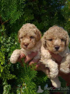 Photo №3. Chiots caniche. Serbie