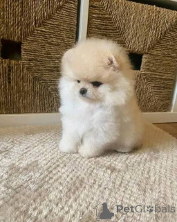 Photo №3. Poméranie-Welpen zu vermitteln.. L'Autriche