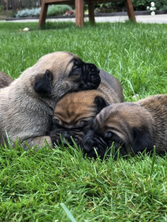 Photo №2 de l'annonce № 3256 de la vente cane corso - acheter à Ukraine de la fourrière