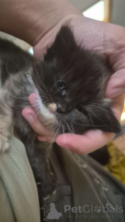 Photo №2 de l'annonce № 139329 de la vente ragdoll - acheter à L'Autriche annonce privée