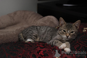 Photos supplémentaires: Stepan, chaton affectueux de 3 mois, entre de bonnes mains