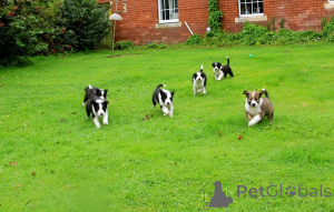 Photo №4. Je vais vendre border collie en ville de Kintai. annonce privée - prix - 1000€