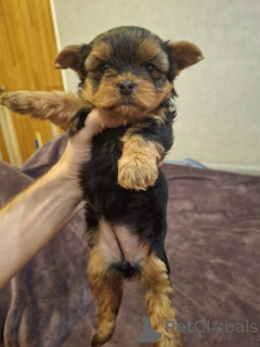 Photo №1. biewer yorkshire terrier, yorkshire terrier - à vendre en ville de Tallinn | 650€ | Annonce №158149