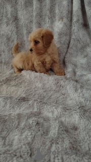 Photo №2 de l'annonce № 160296 de la vente maltipu - acheter à La finlande annonce privée