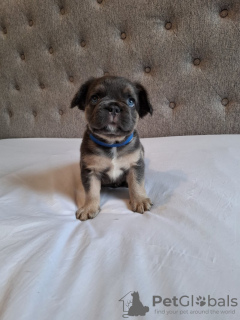 Photo №1. bouledogue - à vendre en ville de New york | 568€ | Annonce №103577