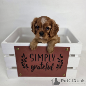 Photo №3. Rencontrez Oliver notre charmant petit monsieur au cœur plein d'amour et à la. Suisse