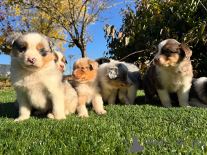 Photo №1. berger australien - à vendre en ville de Berlin | négocié | Annonce №160828