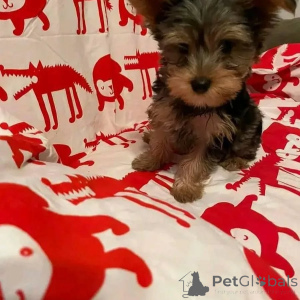 Photo №4. Je vais vendre yorkshire terrier en ville de Berlin. annonce privée, de l'abri - prix - 550€