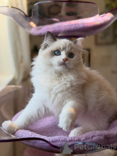 Photo №1. ragdoll - à vendre en ville de Varmaland | négocié | Annonce № 156483