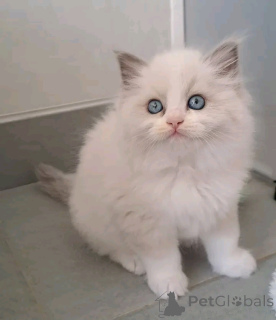 Photo №2 de l'annonce № 176606 de la vente ragdoll - acheter à La finlande 