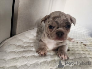 Photo №3. Chihuahua. Israël